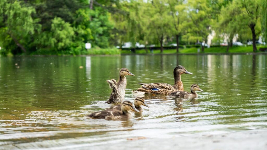 Duck Duck Bingo