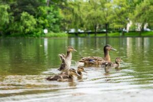 Duck Duck Bingo